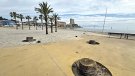Prenen mesures per evitar accidents amb les palmeres a l'Escala