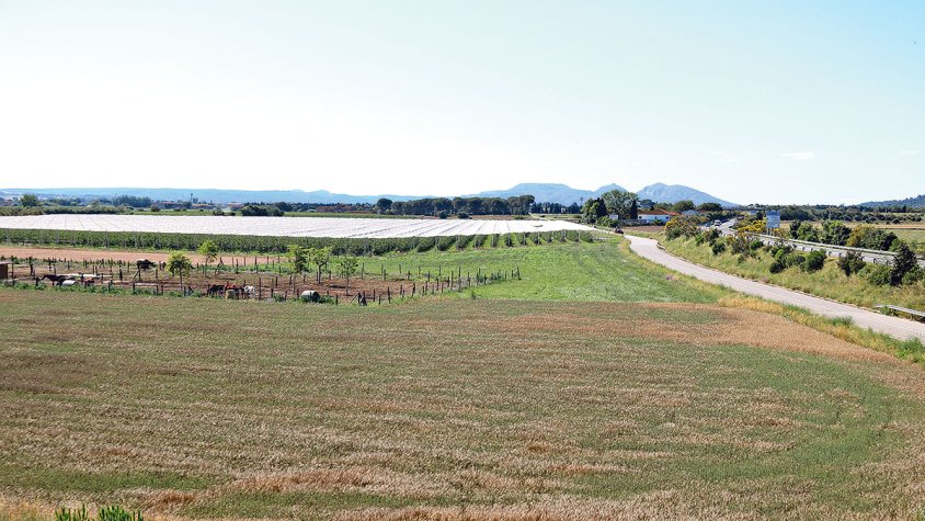 Les pluges perjudiquen la collita del cereal