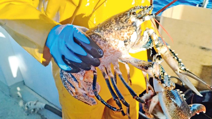 Els pescadors tenen llum verda per capturar llamàntol