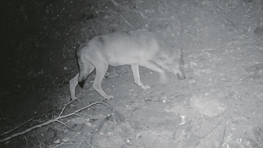Detecten un llop nou que de moment ha atacat dos ramats a l’oest de la comarca