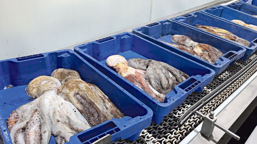 Comença la veda del pop roquer