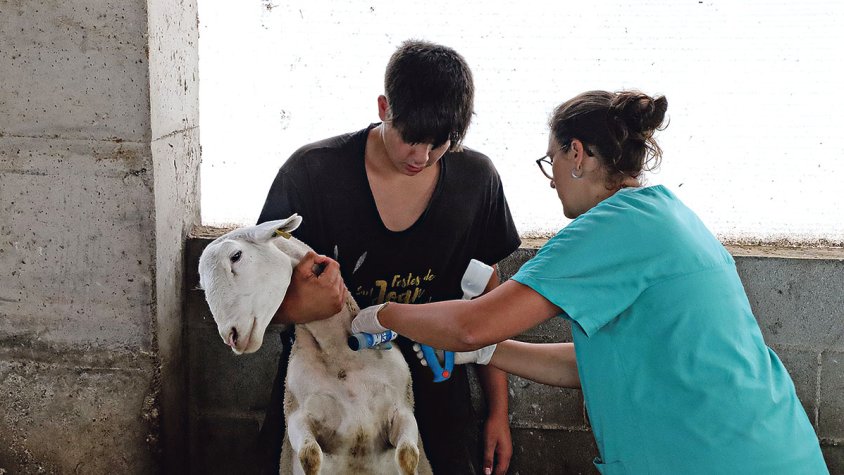 Detecten alguns casos de llengua blava a l’Alt Empordà