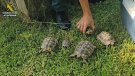 Comissen 10 tortugues protegides d’un habitatge