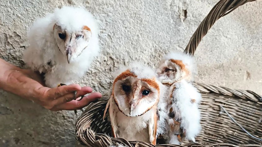 El Projecte Òliba fa deu anys i en fa dos que l’espècie està considerada «vulnerable»