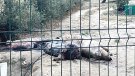 Denuncien que han deixat porcs descomponent-se a l’aire lliure