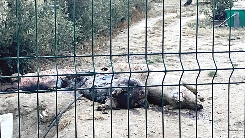 Denuncien que han deixat porcs descomponent-se a l’aire lliure