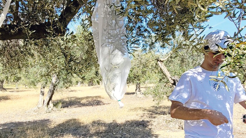 Roses estudia la vinya i l’olivera del seu terme