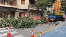 La tala de cinc abres plantats al carrer Nou aixeca polseguera 