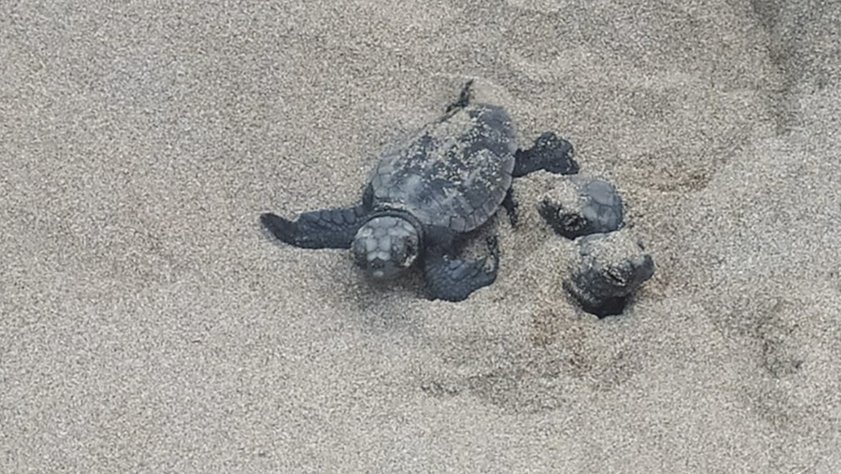 Troben nius de tortuga a les platges catalanes