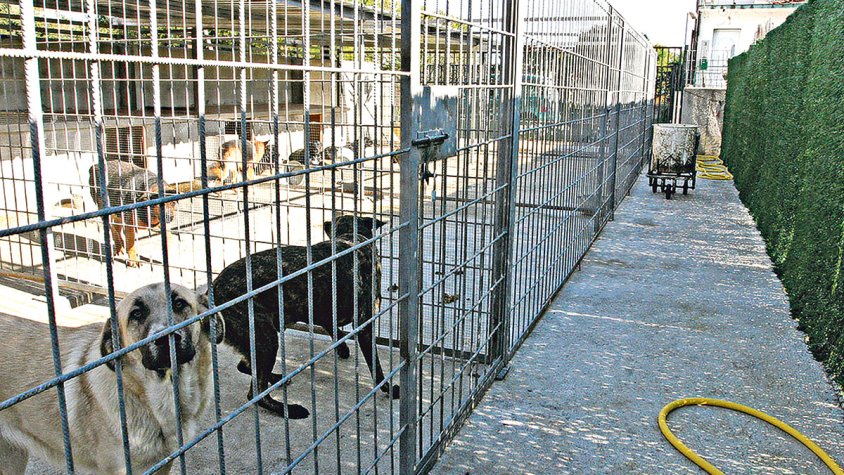 El CCAE vol retirar els animals de la gossera