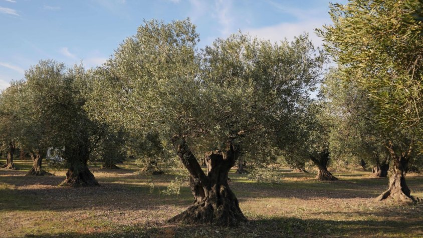 La DOP Oli de l’Empordà preveu un augment de la producció i de la qualitat de l’oli respecte a l’any passat 