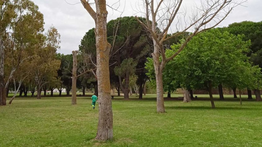 Castelló talla mig centenar d’arbres del parc del Trabuc