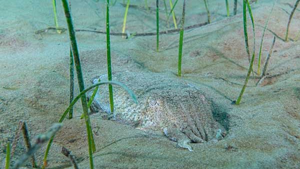 Roger Rovira difon el Projecte Sèpia a través d’un documental