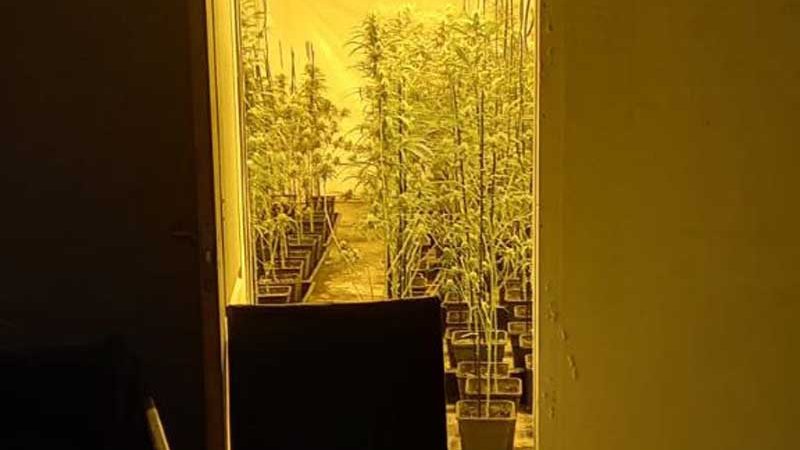 Tenia 920 plantes de marihuana en una casa tapiada, a Vila-sacra