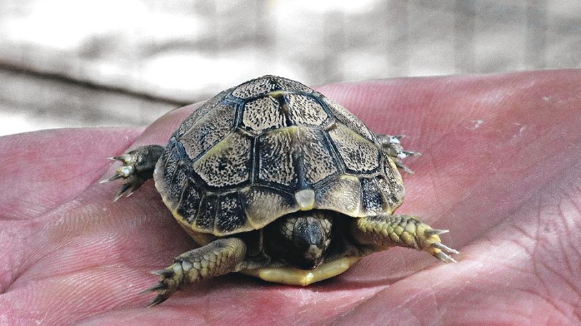 La sequera redueix el naixement de tortugues