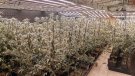Un detingut i una investigada per cultivar 349 plantes de marihuana a Peralada