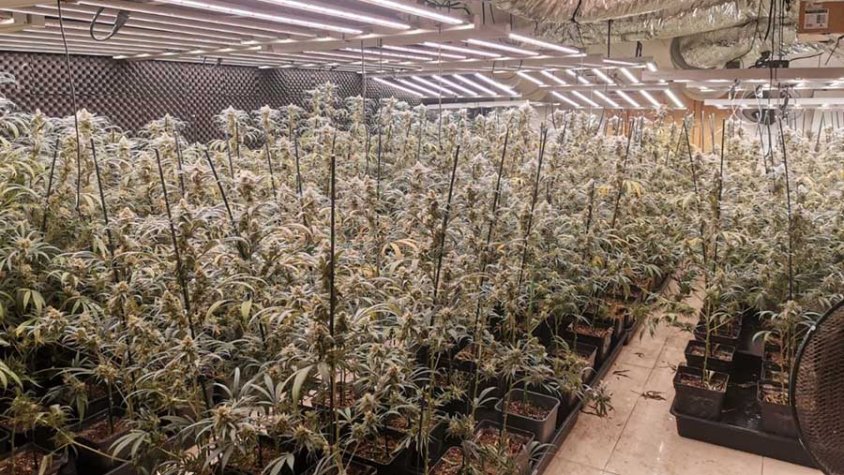 Un detingut i una investigada per cultivar 349 plantes de marihuana a Peralada