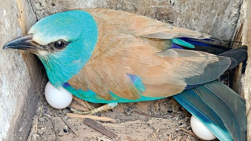 Registren 47 parelles i 151 polls de gaig blau aquesta temporada