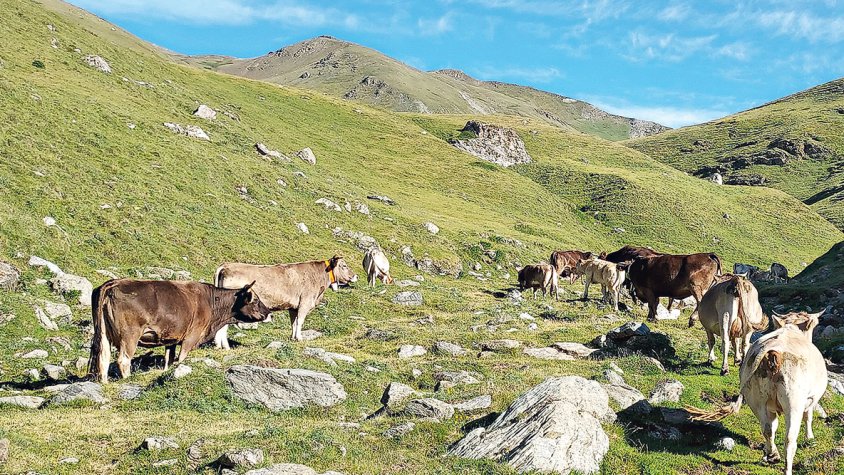La malaltia hemorràgica epizoòtica arriba a l’Empordà