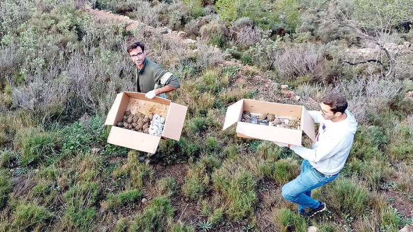 Preveuen alliberar 269 tortugues