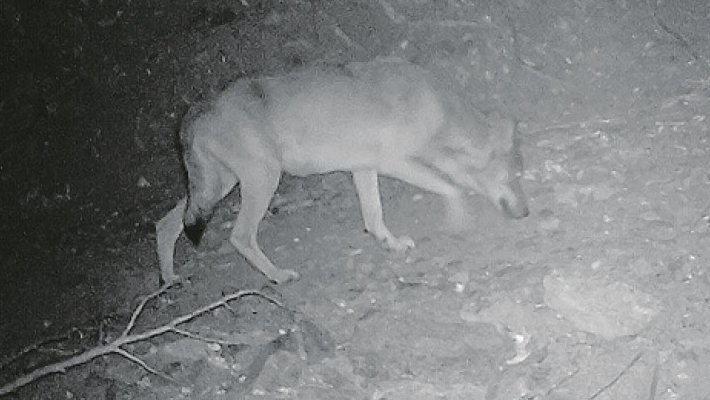 Investiguen la localització de dos llops a l'Alt Empordà