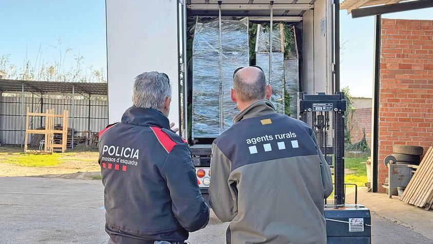 Recollien plantes en espais protegits i  les venien per fer ornaments de Nadal