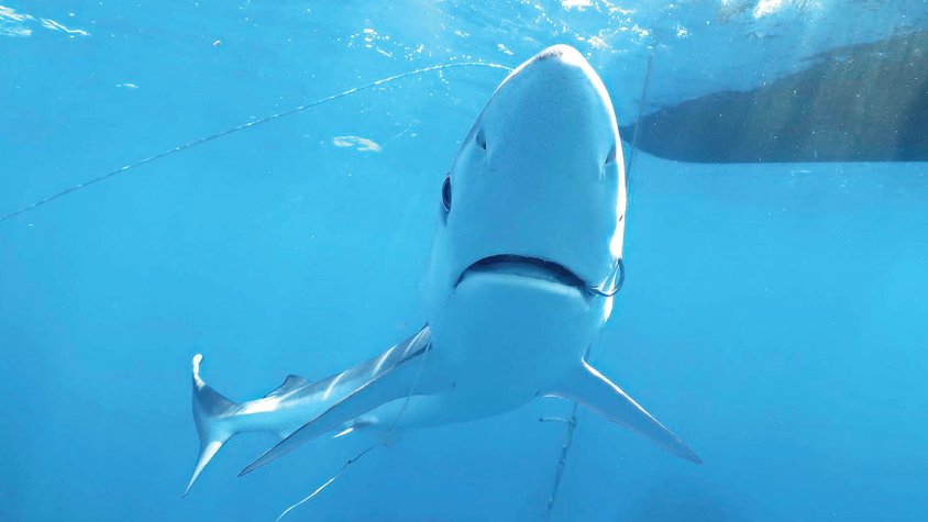 Massa tintoreres ferides  al canó del cap de Creus