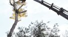 Talen dos pins del Parc Bosc per evitar que caiguin