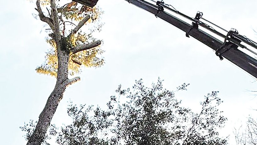 Talen dos pins del Parc Bosc per evitar que caiguin
