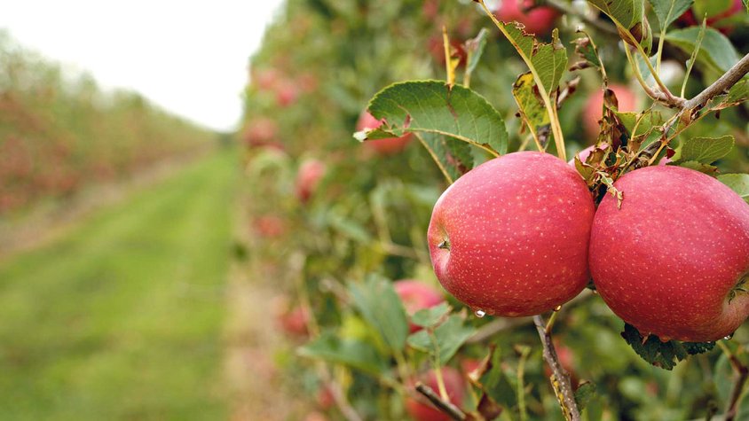 Collita rècord de Tessa, que només es cultiva a Sant Pere
