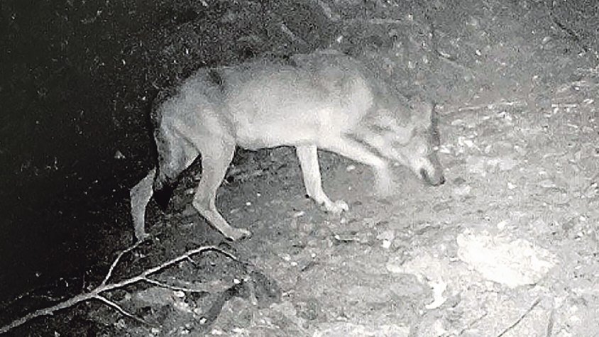 Els llops de l’Empordà, una esperança per frenar la població de senglars i cabirols