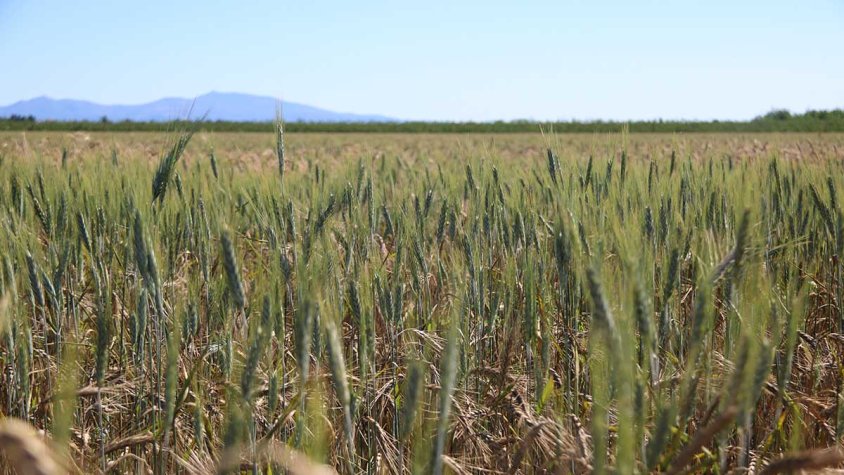 Més de 6 milions d'euros d’ajuts per combatre la sequera