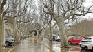Els arbres centenaris de la plaça Nova, en situació crítica