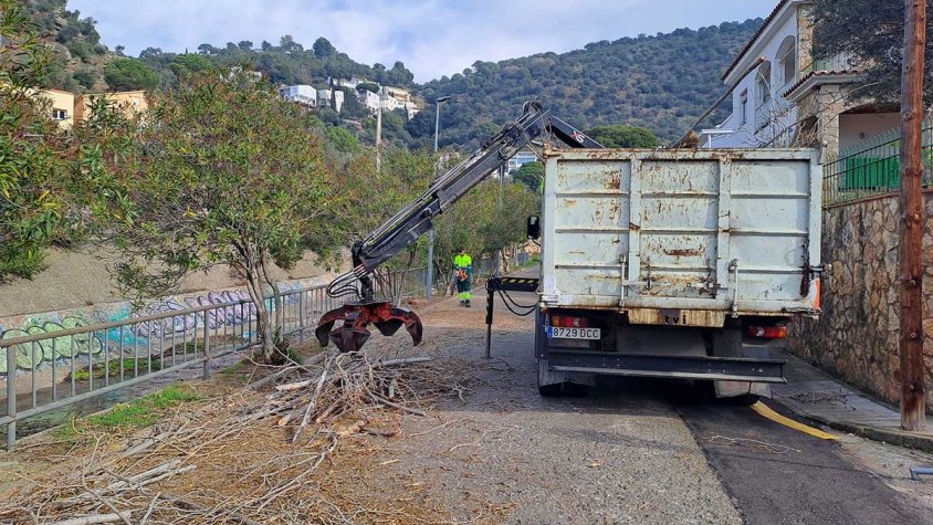 Roses tala 23 pollancres del carrer de la Cuana