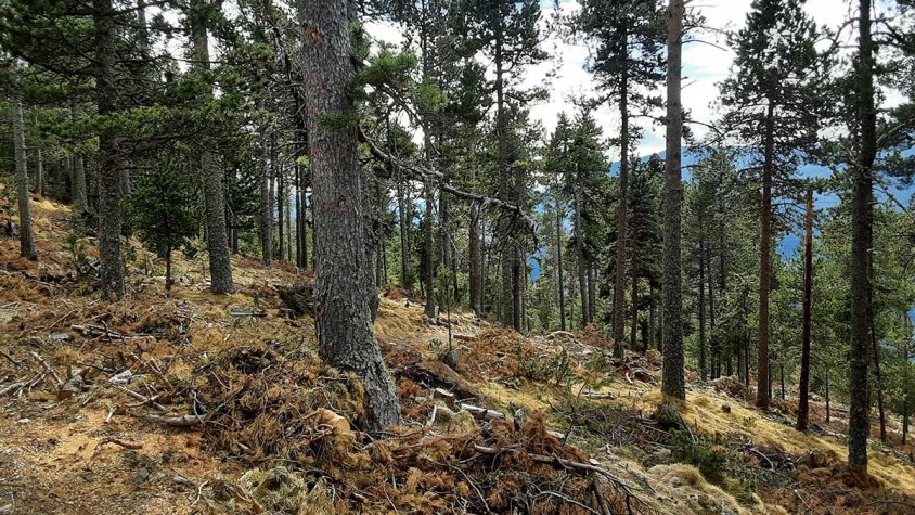 Fins a 1,6 milions d’euros per ajudar a prevenir incendis forestals