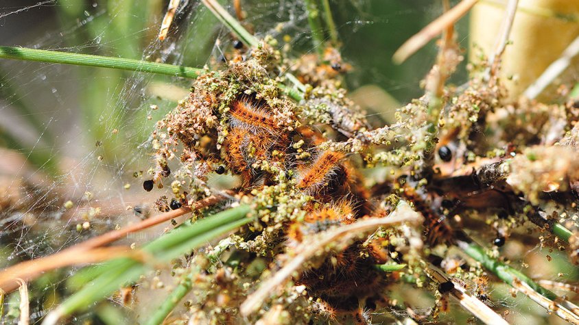 Llançà, en alerta per una nova plaga de processionària del pi