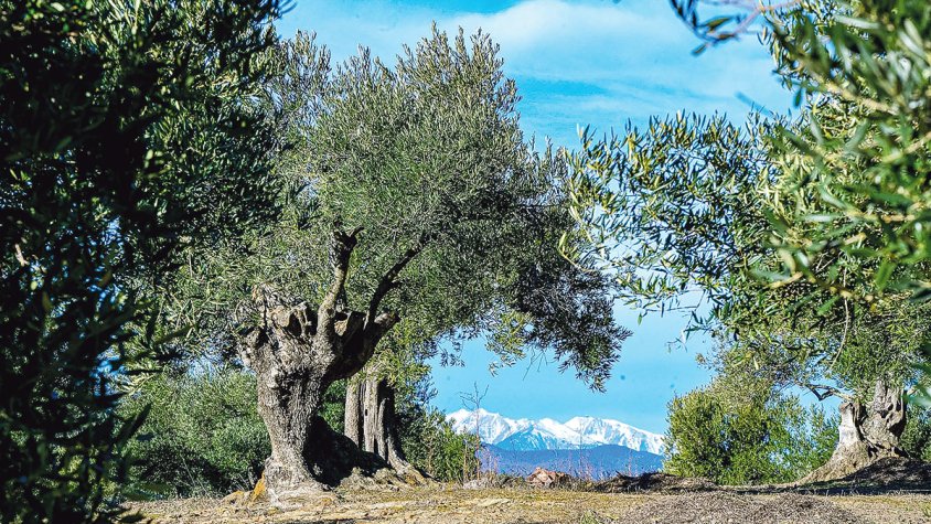 Sant Climent Sescebes reivindica la varietat argudell