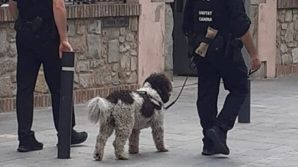 Dos agents de paisà enxampen dues persones amb 100 grams d'haixix, a la Jonquera