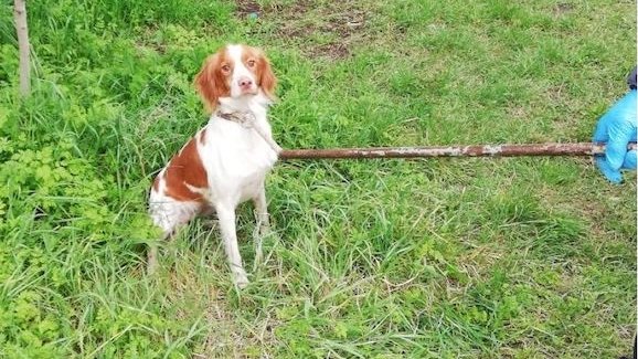 Figueres adjudica la recollida i l’estada d’animals abandonats al Centre La Devesa