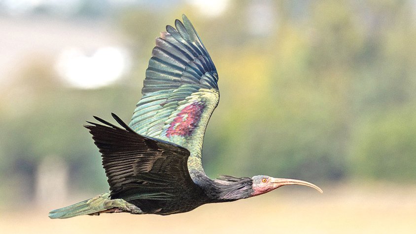 Les gàbies per acollir ibis als Aiguamolls, imminents