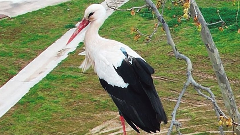 La cigonya APNAE torna a l’Empordà