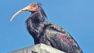 El primer ibis ermità que fa una migració autònoma sobrevola l’Empordà camí d’Àustria