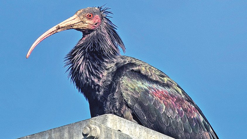 El primer ibis ermità que fa una migració autònoma sobrevola l’Empordà camí d’Àustria