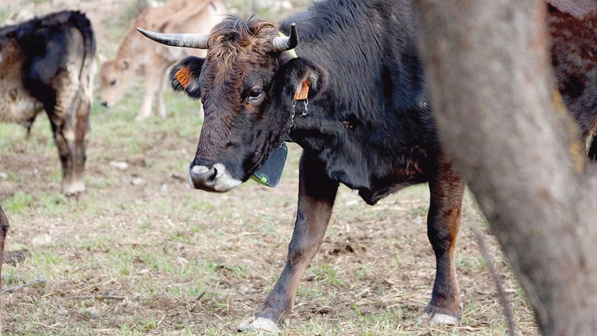 Una bona aliada per prevenir focs forestals