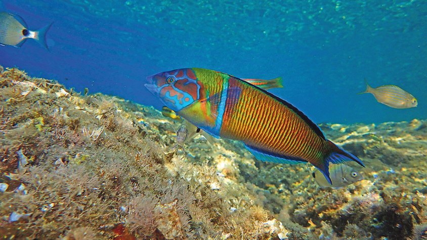 El canvi climàtic afavoreix la presència del peix fadrí
