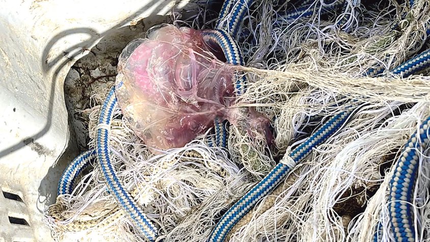 Biotecnologia blava amb col·lagen de meduses