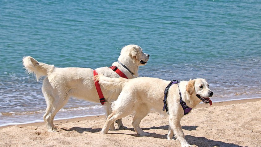 L’Alt Empordà serà la segona comarca amb més platges per a gossos aquest estiu
