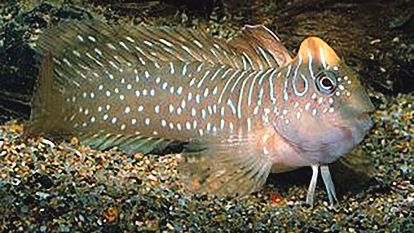 Censen més de 125 espècies als canals d’Empuriabrava