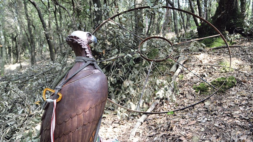 Instal·len nius artificials per atraure voltors negres