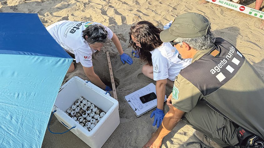 Troben un niu amb 63 ous de tortuga marina a la platja de Riells